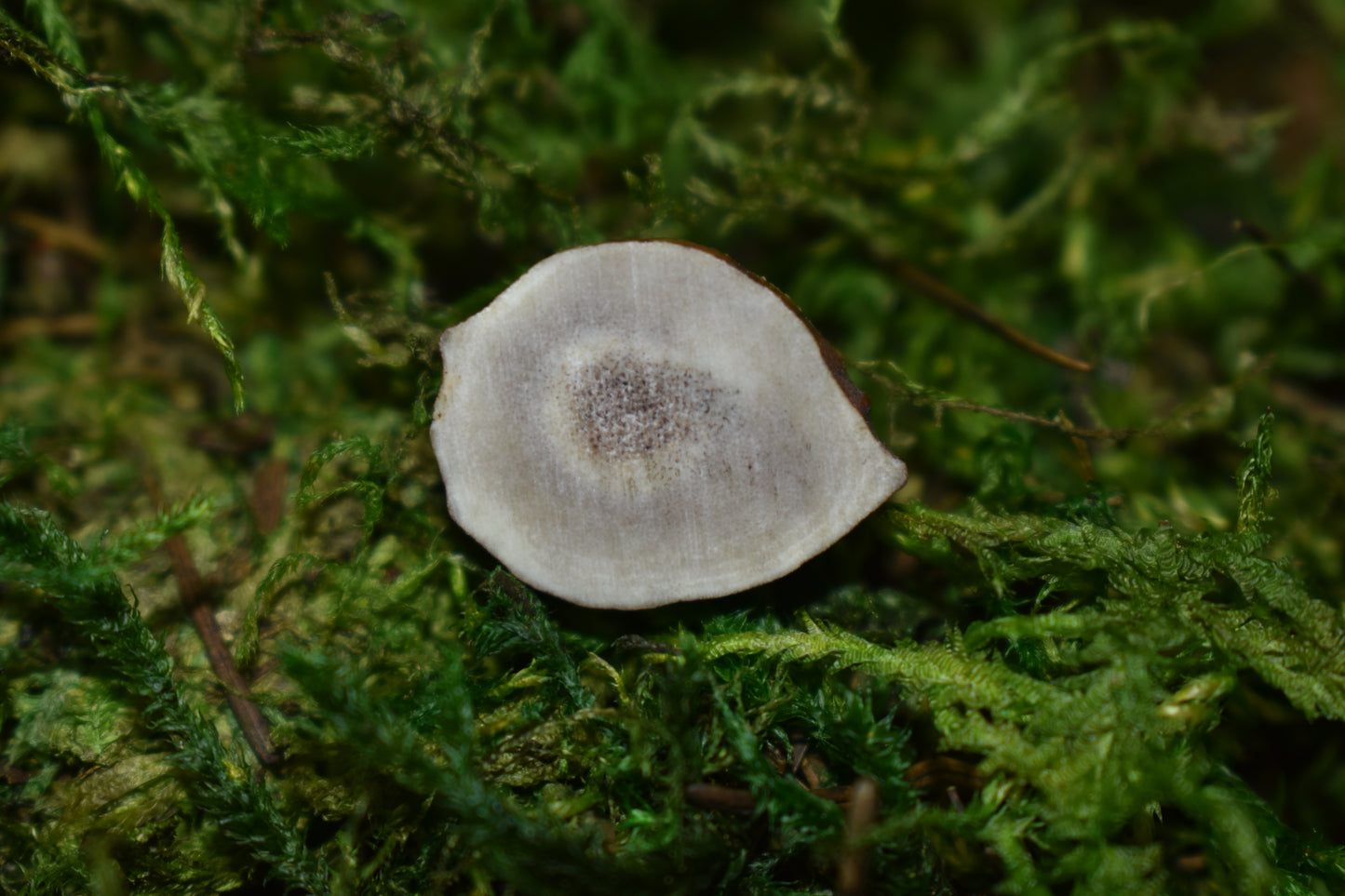 Antler Pins